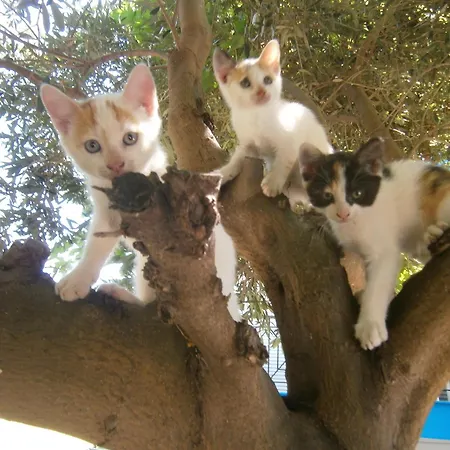 Hotel Akti Liakada 2*