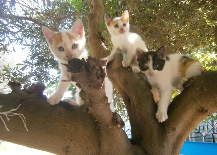 Hotel Akti Liakada 2*